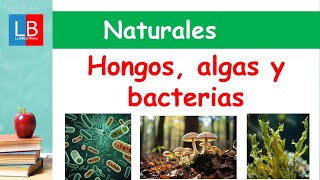 HONGOS ALGAS y BACTERIAS para niños ✔👩‍🏫 PRIMARIA [upl. by Nannek]