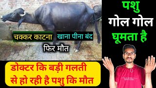 पशु गोलगोल घूमता है  Listeriosis in cattle  Circling disease  tripanosomosis disease  surra [upl. by Halivah]