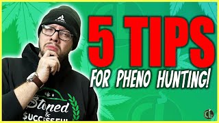 5 Tips For Pheno Hunting FOR NEW amp EXPERIENCED GROWERS [upl. by Rudwik]