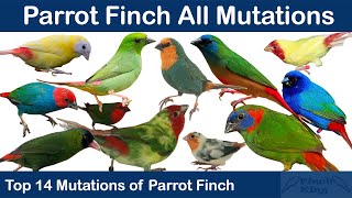 Parrot Finch Mutations  All 14 Mutations of Parrotfinch [upl. by Aeikan]