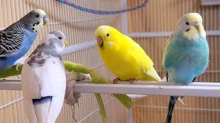 10 Hr If your budgies don’t chirp playing this video will help lonely parakeet bird start to chirp [upl. by Cordle135]