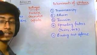 Adhision of bacteria to the host cell [upl. by Ailugram]