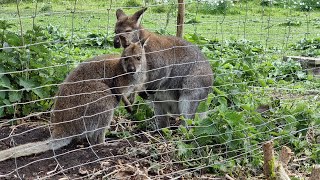 kænguruerWallaby i deres nye indhegning 🦘🦘🦘🦘🦘🦘🦘🦘 [upl. by Proudlove]