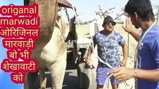 Gela ki yari ji ko janjal गेला की यारी जी को जंजालRajsthani comedy video राजस्थानी कॉमेडी वीडियो [upl. by Nangem]