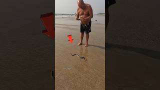 Rescue Mission Returning sea snake to its ocean home 😱 [upl. by Ydnolem]