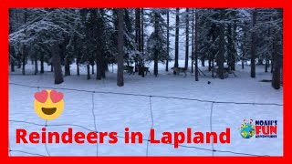 Visiting Santa´s Reindeers in Lapland [upl. by Tnomed]