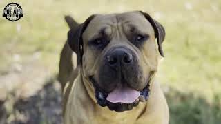 Real Boerboels  Meet Real Spike – A stunning Boerboel [upl. by Haropizt]