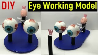 eye working model  human eye working model  working model of eye diy eye model science project [upl. by Ciredor228]