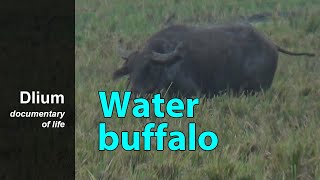 Water buffalo Bubalus bubalis  part 1 [upl. by Ulla]