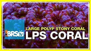 Week 36 LPS coral selection care amp placement  52 Weeks of Reefing [upl. by Noivert]