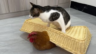 Stop laughing😂 The arrogant hen was finally subdued by the catCute and funny animal video [upl. by Anibor997]