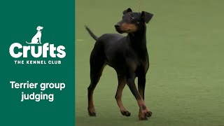 Terrier Group Judging  Crufts 2022 [upl. by Nalrah]