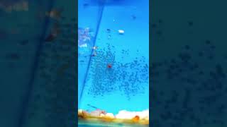 Flowerhorn breeding [upl. by Eugatnom89]