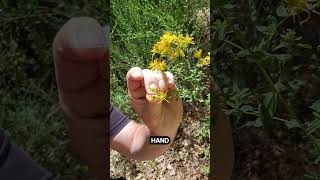 St Johns Wort hiking outdoors nature [upl. by Valdemar]