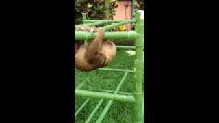 Baby sloth makes cutest noises while exercising [upl. by Patsis91]