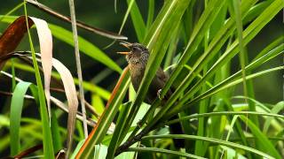 台灣畫眉 Melodious Laughing Thrush 鳴叫 [upl. by Outhe242]