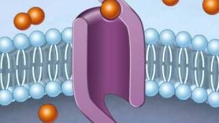 facilitated diffusion [upl. by Wiatt]