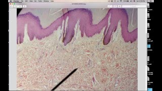 Connective Tissue review [upl. by Slyke]