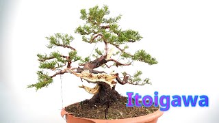 Juniper itoigawa future bonsai juniperbonsai bonsai [upl. by Yc]