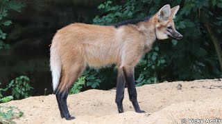 Mähnenwolf Jungtiere  Maned Wolf Cubs  Tiergarten Nurnberg 2020 [upl. by Llirpa]