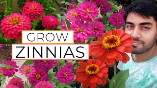 Zinnia Flower  Zinnia Flower Growing  Zinnia Plant Care  How to Grow Zinnias Easily [upl. by Iroj502]