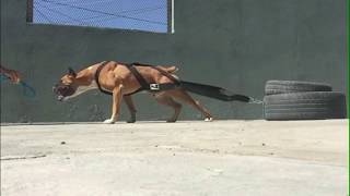 Dog Pulling Harness Weight Pulling Dog Training Canicross Behavior Control by KnK Dog Supplies [upl. by Luhem]