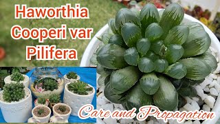 Haworthia Cooperi var Pilifera  Care and Propagation  bikolanahardinera [upl. by Philipps]