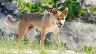 Woman attacked by pack of dingoes while jogging on KGari [upl. by Hafital]