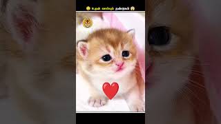 இந்த மாதிரியான நண்டுகளை பாத்தா உடனே Panic ஆகிடாதிங்க  Crab Eats Deadskins  Animal Voiceover Tamil [upl. by Fianna148]