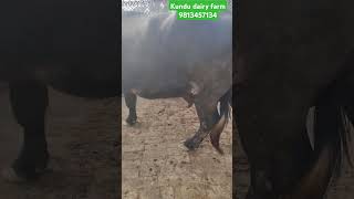 murrah buffalo in maharashtra for saleshortvideo viralvideo baffalo dairy dairyfarm buffalow [upl. by Camilla752]