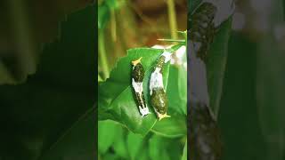 Two caterpillars viralvideo viralshorts [upl. by Arst938]