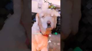 loving dog pets doglover labrador petsvlog dog adorabledog [upl. by Naillig199]