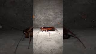 American Cockroach cockroach insect [upl. by Mosnar]