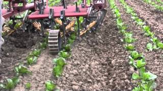 Alternative cultivators for organic vegetable production [upl. by Alakcim]