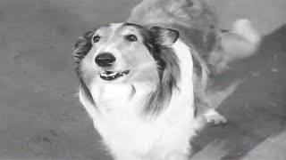 Lassie  The Charm  Lassie English Full Episodes  Old Cartoons  Videos For Kids 🐕 [upl. by Eniamraj]