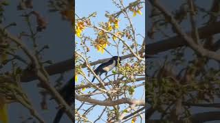 Rosy Starling callsong [upl. by Aihtyc112]