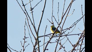 Scarlet Tanager Northowram West Yorkshire November 2024 [upl. by Eisnyl]