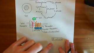 The Wnt  BetaCatenin Pathway and Familial Adenomatous Polyposis Part 1 [upl. by Knitter284]