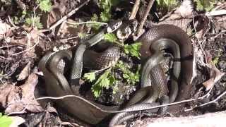 Grass snakes mating Ringelnattern bei der Paarung [upl. by Yreffeg]