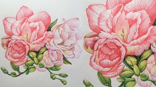 Flowers Drawing in Color Pencils  Color Pencil Drawing [upl. by Elisha765]