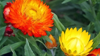 Amazing and Most Beautiful Straw Flowers  Golden Everlasting Flowers [upl. by Outhe]