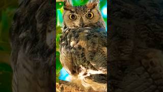 Great horned owl sound 🧡 South American great horned owlBird [upl. by Orfield982]