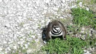 Killdeer Bird  Broken Wing Act [upl. by Tirrej]