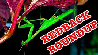 Redback Spider Summer Roundup How Im Winning The War EDUCATIONAL VIDEO [upl. by Thetis]