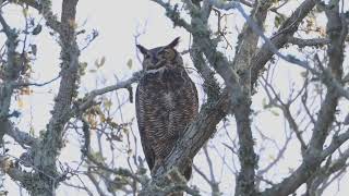 Great horned owl mom hooting to the babies [upl. by Noxin]