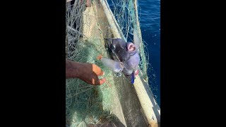 A Look at Belizes Gill Net Ban [upl. by Adnamal117]