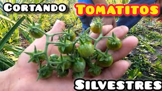 🤠Fuimos al Campo a Cortar Tomate de Monte Tomatitos Silvestres 🍅 tantoyuca viral huasteca campo [upl. by Jillayne874]