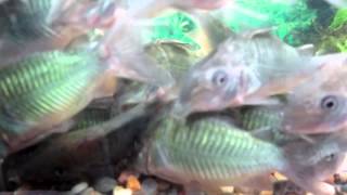 FANTASY AQUATICS  Emerald corydoras Brochis Splendens Feeding Frenzy [upl. by Yran]