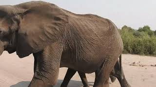 Elephants Chobe National Park Botswana [upl. by Menard90]