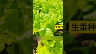 生菜种植技巧 种菜 garden gardening gardentips 科普 [upl. by Eelsha]